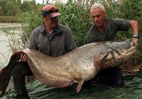 《鱼资渔味》20150728 国外钓友钓获200斤巨鲶