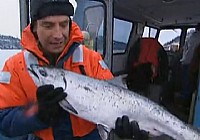 《极限钓鱼》第二季 第2集 阿拉斯加州麻哈鱼