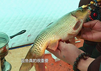 《江湖行钓鱼视频》167 鸡西短竿冰钓野生黄金鲤