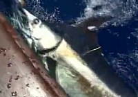 《海洋战士》第22集 圆梦夏威夷国人钓664磅马林鱼