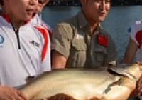 《鱼资渔味》20140221 钓友泰国挑战大型鲶鱼