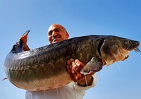 《鱼资渔味》20150604 手竿钓获118斤鲟鱼