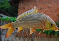 《鱼资渔味》20150518 渔民钓获35斤重黄金鲤鱼