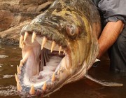《钓友原创钓鱼视频》刚果河流域钓获90斤重巨型食人鱼