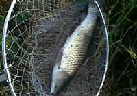 《钓友原创钓鱼视频》12米长竿遛大草鱼
