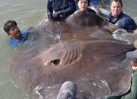 《钓友原创钓鱼视频》泰国湄公河钓获726斤重黄貂鱼