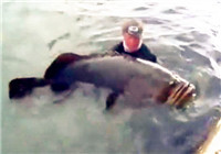 《路亚视频》 外国男子海边钓获巨物
