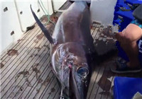 《鱼资渔味》20160526 新西兰海钓擒获巨型剑鱼