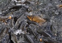 《鱼资渔味》20150723 黑坑垂钓鲤鱼的饵料调配技巧