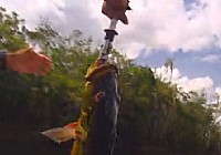 《荒野垂钓》第11集 亚马逊孔雀鲷