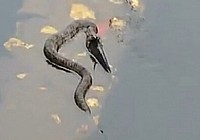 《钓友原创钓鱼视频》蛇在水中吞食活鱼