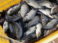 《钓点大对决》第50集 天津静海垂钓园黑坑掐鱼比赛(2)