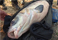 《中国垂钓周刊》第43期 罗吉松手竿钓获44公斤青鱼