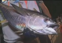 《海钓玩家》第55集 南中国海深海博黄岐金枪鱼