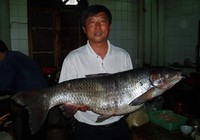 《鱼资渔味》20150519 钓友在梨树沟水库钓获42斤大草鱼