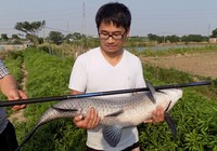 《钓友原创钓鱼视频》7.2米长竿擒获36斤大青鱼