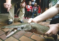 《鱼资渔味》20150511 广东钓友钓获满嘴利齿的凶猛怪鱼