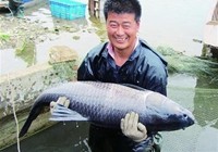 《鱼资渔味》20150602 山东钓友钓获30斤重大青鱼