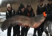 《钓友原创钓鱼视频》五位俄罗斯小伙捕获195公斤大鲶鱼