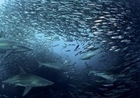 《鱼资渔味》20150424 南非百万沙丁鱼迁徙季开始
