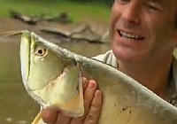 《极限钓鱼》第三季 第5集 巴西龙鱼巨骨舌鱼