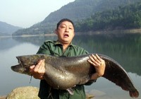 《鱼资渔味》20150715 天津钓友钓获30斤大鲶鱼