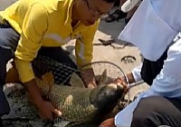 《钓友原创钓鱼视频》滨州东郊水库钓获26.8斤大鲤鱼