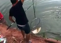 《水库钓鱼视频》 男子夏季水库台钓鲢鳙鱼