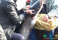 《水库钓鱼视频》樟湖水库溪口库湾钓获巨型鲶鱼