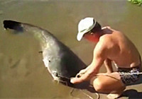 《水库钓鱼视频》 男子手把线收获巨型鲶鱼