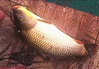 《垂钓对象鱼视频》 男子夏季水上钓黄金鲤鱼