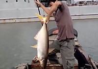 《垂钓对象鱼视频》 男子码头钓获大鲢鱼