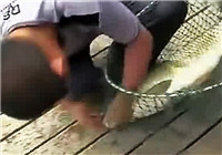 《垂钓对象鱼视频》 男子野钓擒获30斤大草鱼
