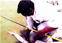 《垂钓对象鱼视频》 印度钓友别样钓法中草鱼