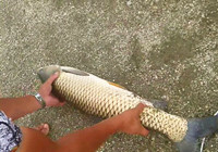 《垂钓对象鱼视频》 钓友夏季水库作钓20多斤草鱼