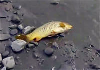 《垂钓对象鱼视频》男子河边擒大鲤