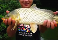 《垂钓对象鱼视频》 男子水库细竿搏获黄金鲤