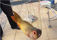 《垂钓对象鱼视频》 美女江河钓获巨大黄金鲤鱼